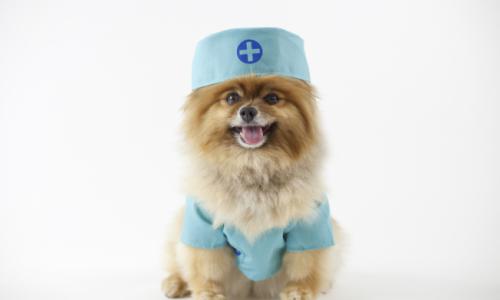 Как давать собаке лекарство?